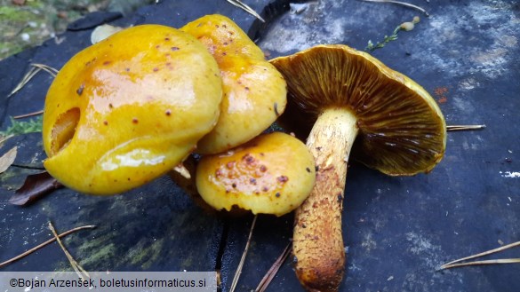 Pholiota limonella