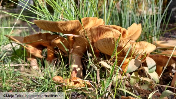 Phaeolepiota aurea