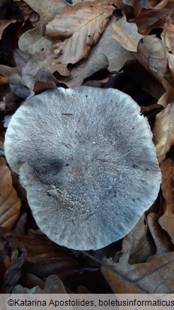 Tricholoma sciodes