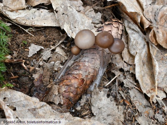 Mycena plumipes