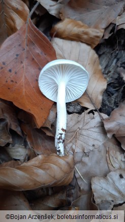 Hygrophorus fagi