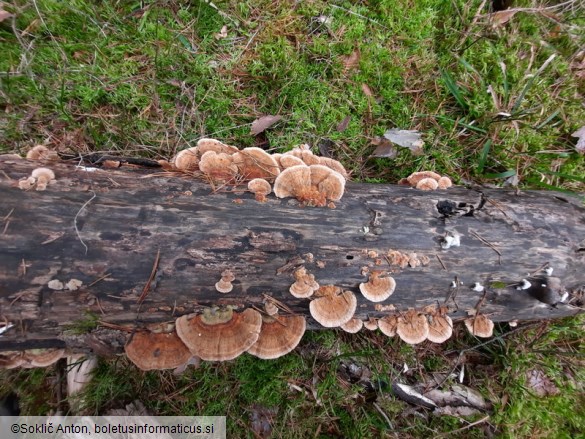 Trametes ochracea