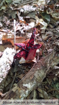 Clathrus archeri