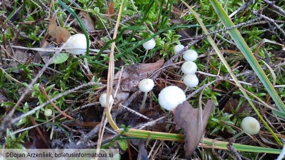 Mycena epipterygia