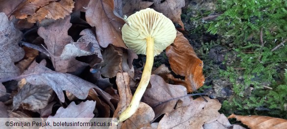 Tricholoma bufonium