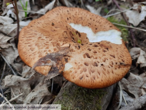 Polyporus tuberaster