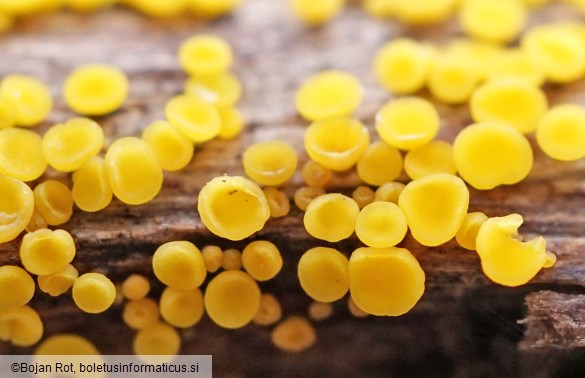 Calycina citrina