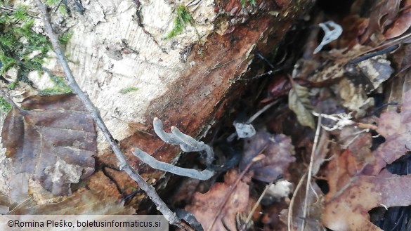 Xylaria longipes