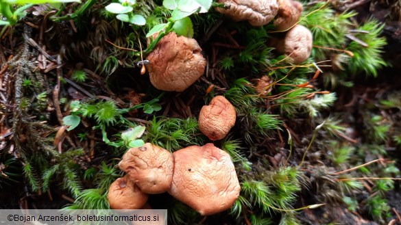 Cantharellus cibarius