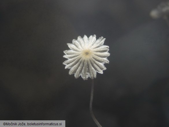 Coprinellus pellucidus