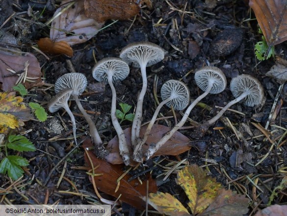 Fayodia bisphaerigera