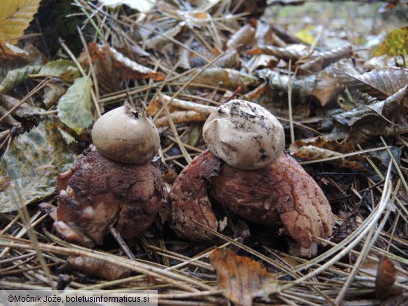 Geastrum rufescens