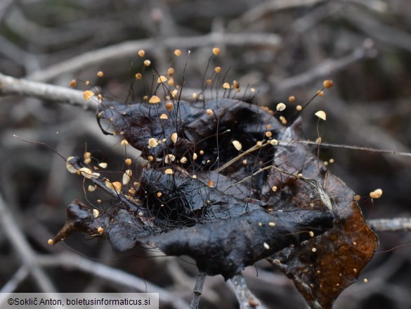 Cryptomarasmius corbariensis