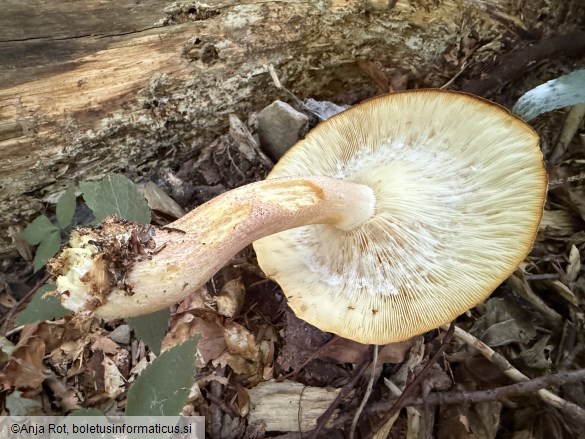 Tricholomopsis rutilans