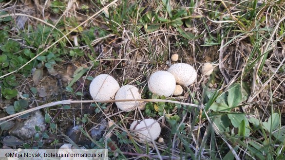 Lycoperdon pratense