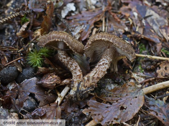 Inocybe hystrix