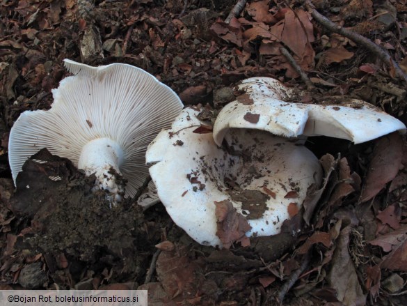 Russula chloroides