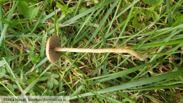 Agrocybe pediades