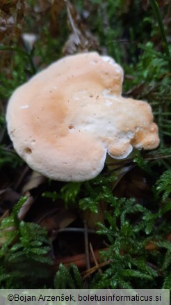 Hydnum repandum