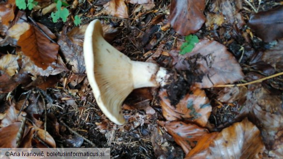 Lactarius vellereus