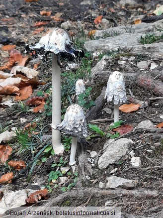 Coprinus comatus