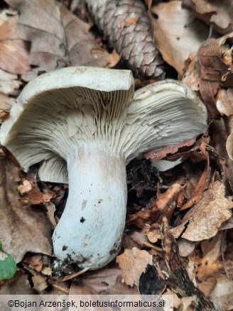 Russula adusta