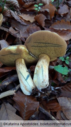 Suillus variegatus