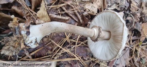 Chlorophyllum olivieri