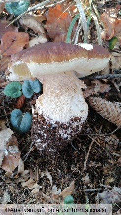 Boletus edulis