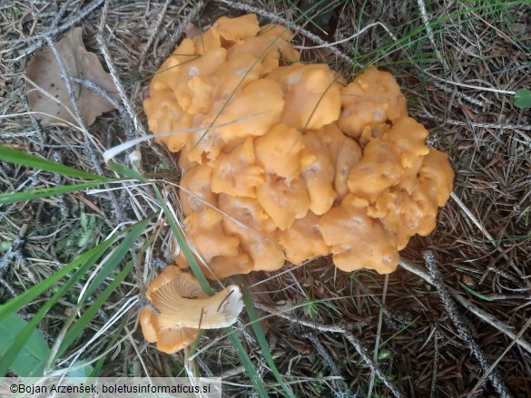 Cantharellus cibarius