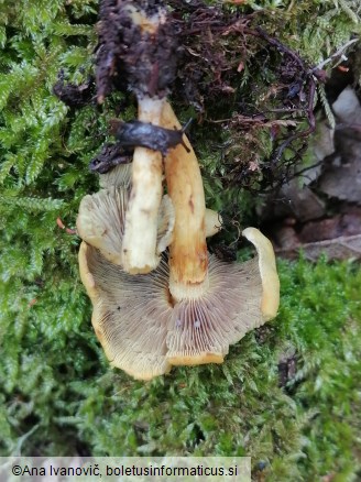 Hypholoma fasciculare