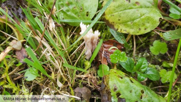 Clavulina rugosa