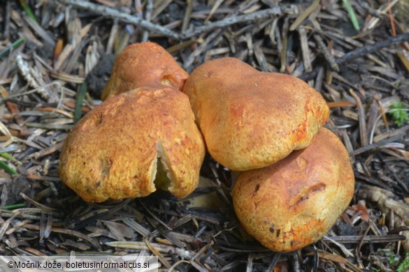 Cortinarius rubicundulus