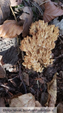 Ramaria sanguinea