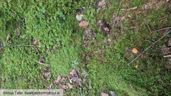 Clavariadelphus truncatus