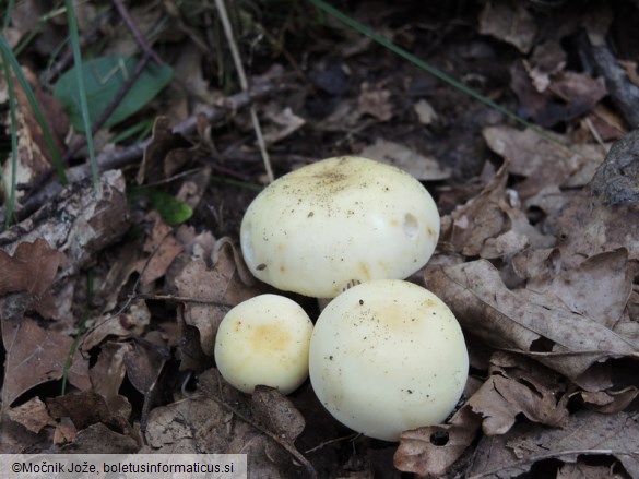 Russula violeipes f. citrina