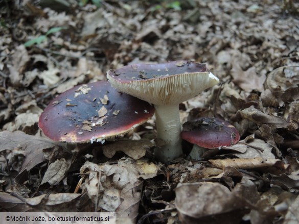 Russula atropurpurea