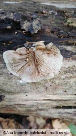 Pleurotus ostreatus