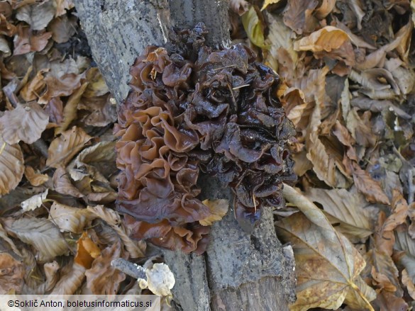 Phaeotremella frondosa