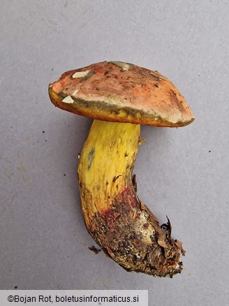 Suillellus queletii