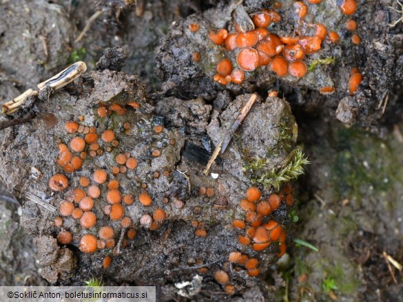 Cheilymenia rubra