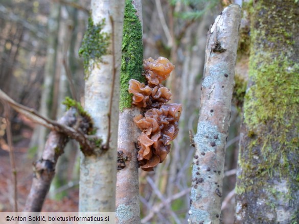 Phaeotremella frondosa