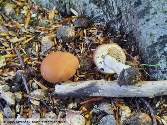 Agrocybe praecox