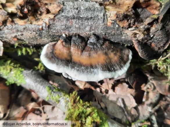 Bjerkandera adusta