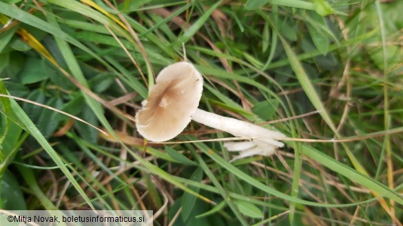 Dermoloma cuneifolium