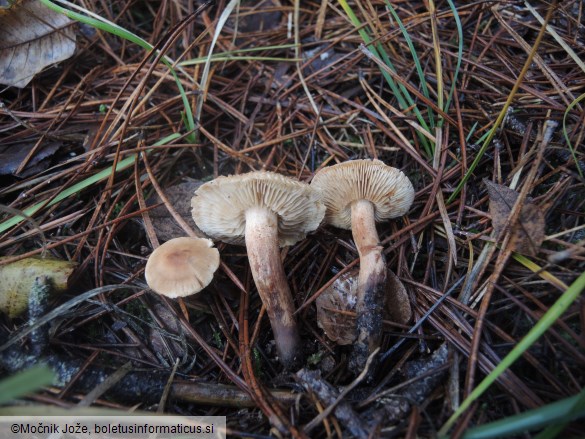 Tricholoma psammopus