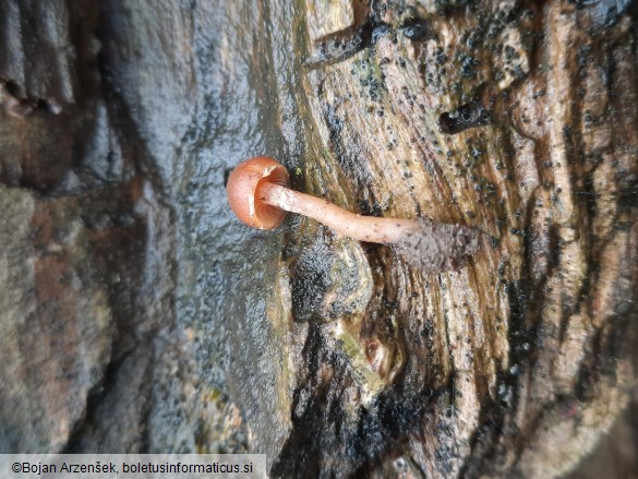 Tubaria hiemalis
