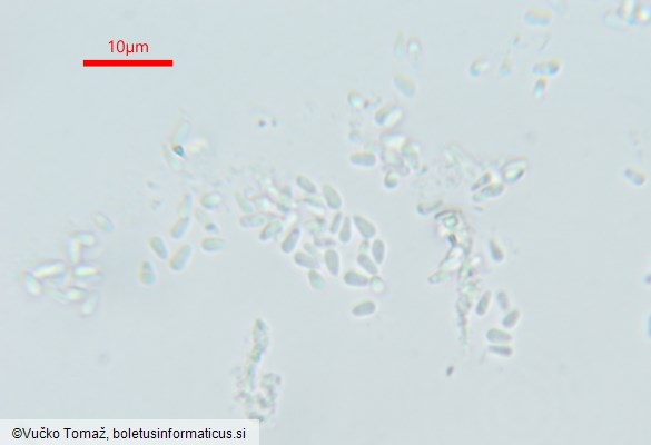 Polycephalomyces ditmarii