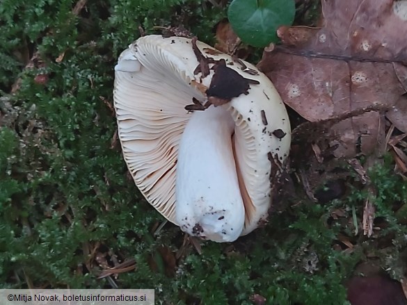 Russula carpini