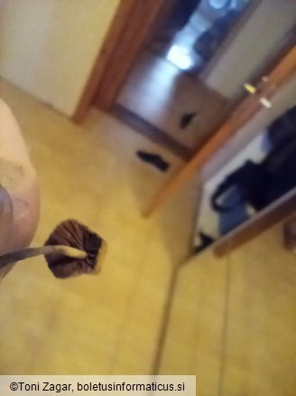 Psilocybe semilanceata